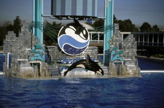 Killer whale in captivity