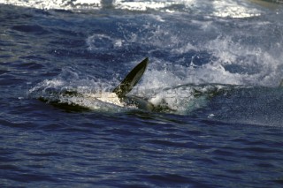 Killer whale in captivity