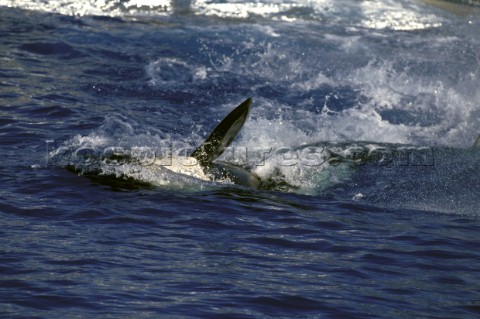 Killer whale in captivity