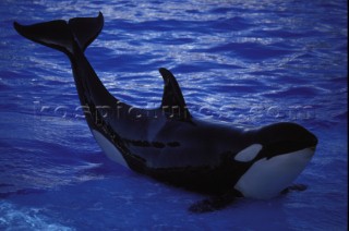 Killer whale in captivity