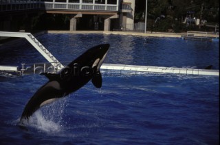 Killer whale in captivity