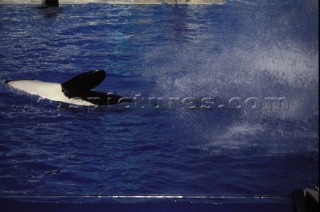 Killer whale in captivity