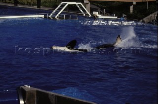 Killer whale in captivity