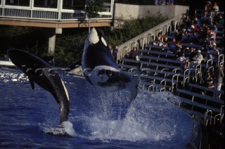 Killer whale in captivity