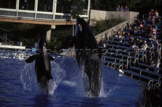 Killer whale in captivity