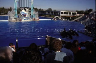 Killer whale in captivity