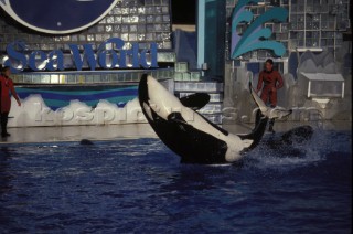 Killer whale in captivity