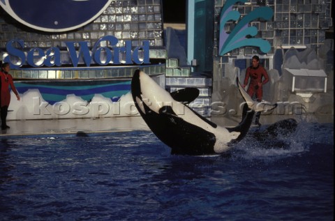 Killer whale in captivity