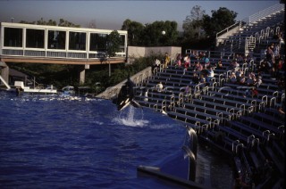 Killer whale in captivity