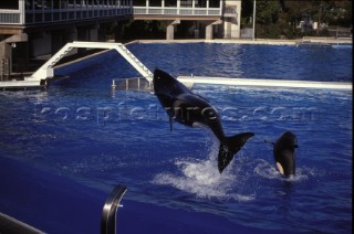 Killer whale in captivity