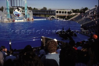 Killer Whale in captivity