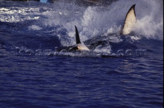 Killer Whale in captivity