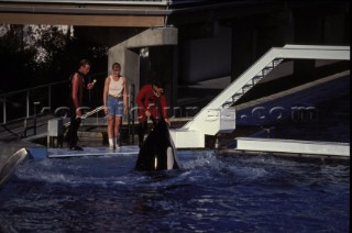 Killer Whale in captivity