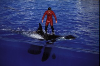 Killer Whale in captivity