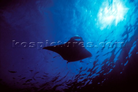 Manta Ray in clear blue water