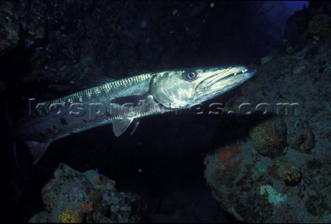 Great Barracuda West Indies