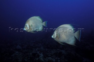 Grey Angelfish - Underwater Grand Cayman, W. Indies