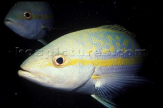 Yellow Snapper, British Virgin Islands