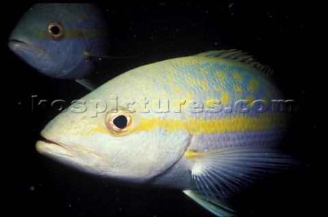 Yellow Snapper British Virgin Islands