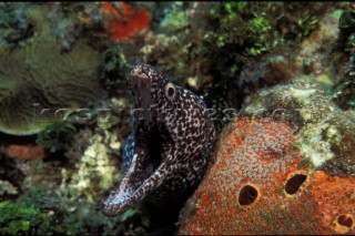 Spotted Moray eel