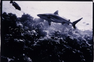 Shark on Coral