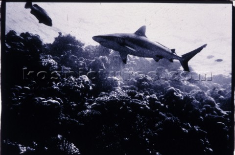 Shark on Coral