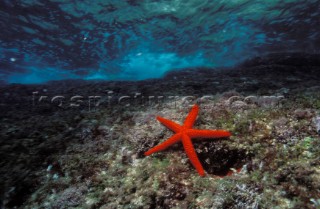 Red Star fish on bottom of shallow sea