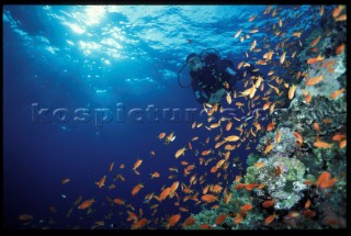 Diver on Big Brother Reef Underwater, Red Sea, Egypt