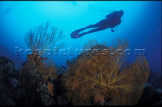 Diver and Coral