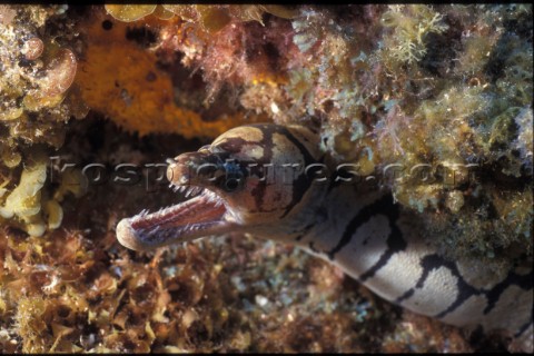 Conger eel