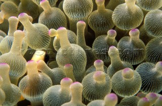 Conger eel opens its mouth ready to strike