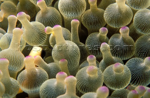 Conger eel opens its mouth ready to strike