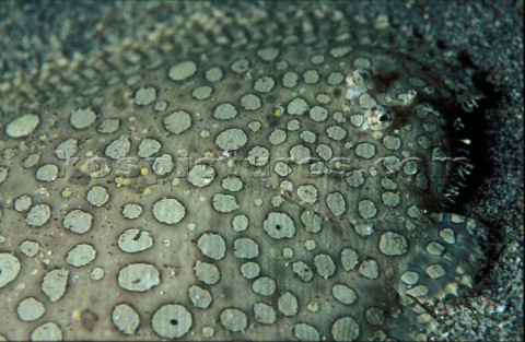 Flat fish in the sand