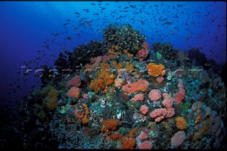 Colourful Coral Reef