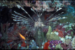 Lion Fish