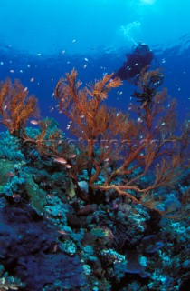 Live red coral surrounded by fish and a scuba diver