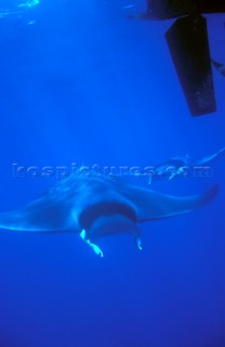 Manta Rays under a powerboat off Monaco, France.