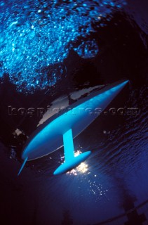 Model yachts racing in a blue swimming pool shot from underwater with lighting, showing keels and rudders