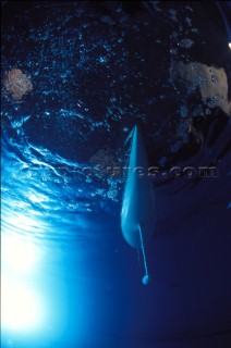 Model yachts racing in a blue swimming pool shot from underwater with lighting, showing keels and rudders