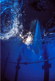 Model yachts racing in a blue swimming pool shot from underwater with lighting, showing keels and rudders