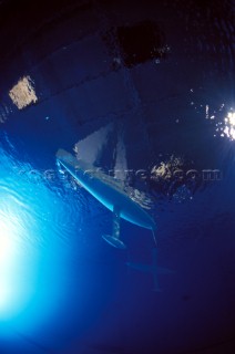 Model yachts racing in a blue swimming pool shot from underwater with lighting, showing keels and rudders