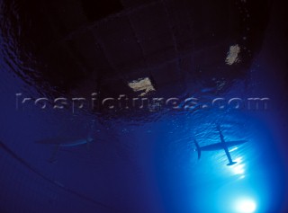 Model yachts racing in a blue swimming pool shot from underwater with lighting, showing keels and rudders