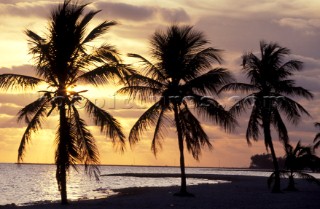 A line of three palm trees on a beach at sunset, Key West, Florida, USA