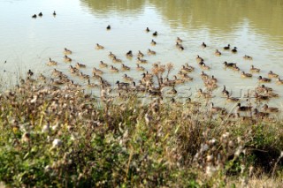 Group of ducks on the river Thames, London