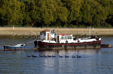 A line of geese swim by a moored barge on the river Thames London