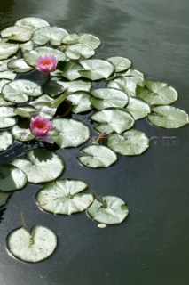 Wisley Gardens.