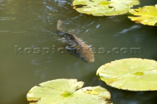 Wisley Gardens.