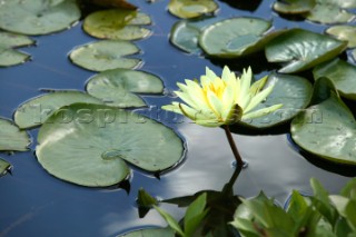 Wisley Gardens.