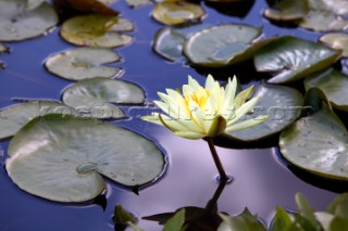 Wisley Gardens.