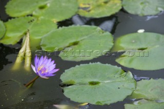 Wisley Gardens.